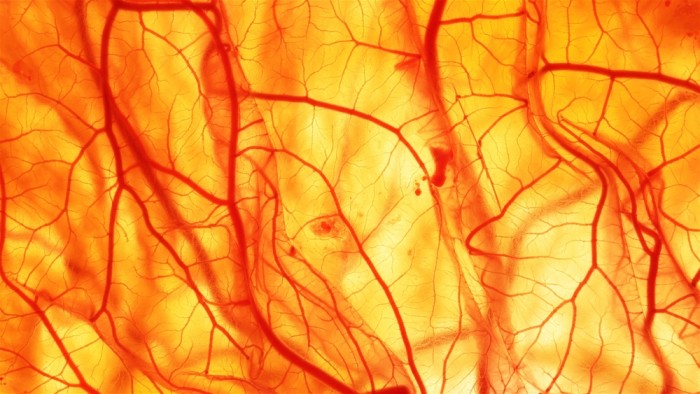 Blood vessels leading to the heart