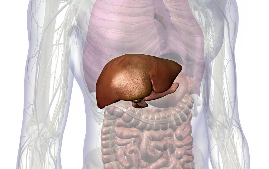 Private Fibroscan - OneWelbeck